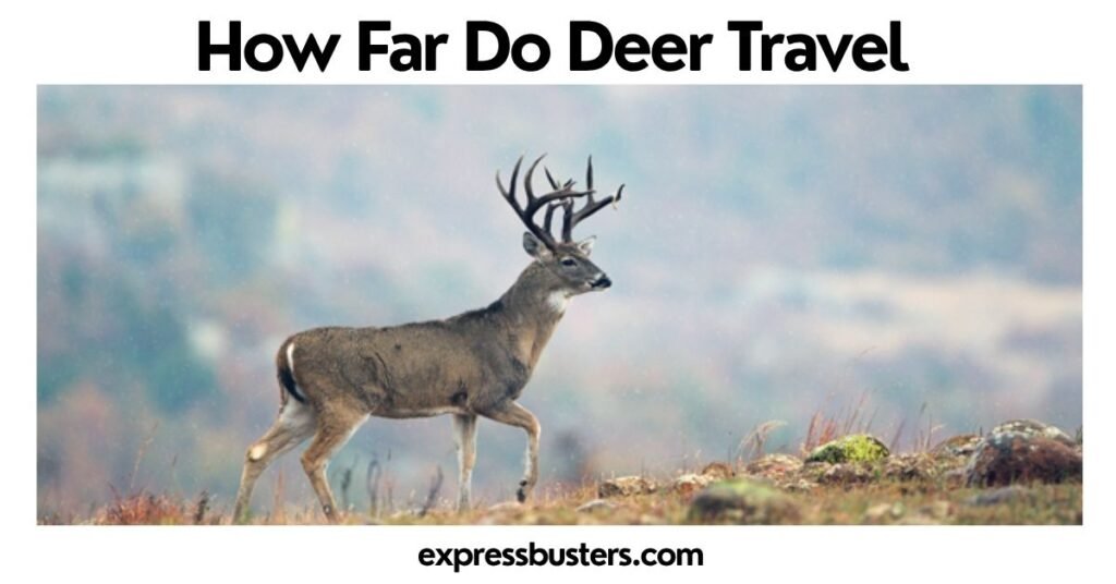 How Far Do Deer Travel