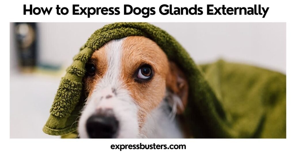 How to Express Dogs Glands Externally