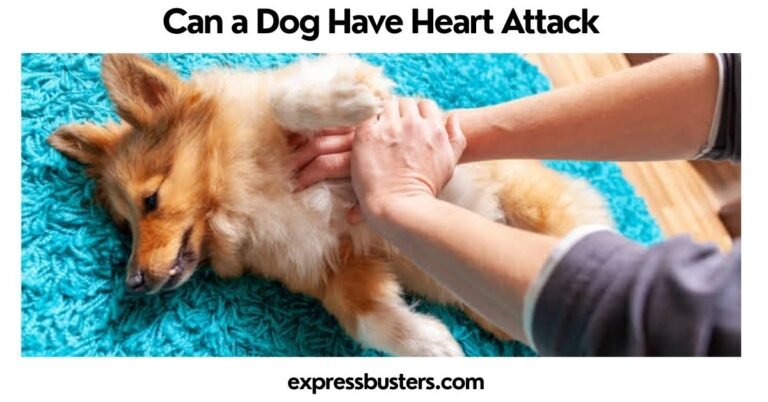 Can a Dog Have Heart Attack