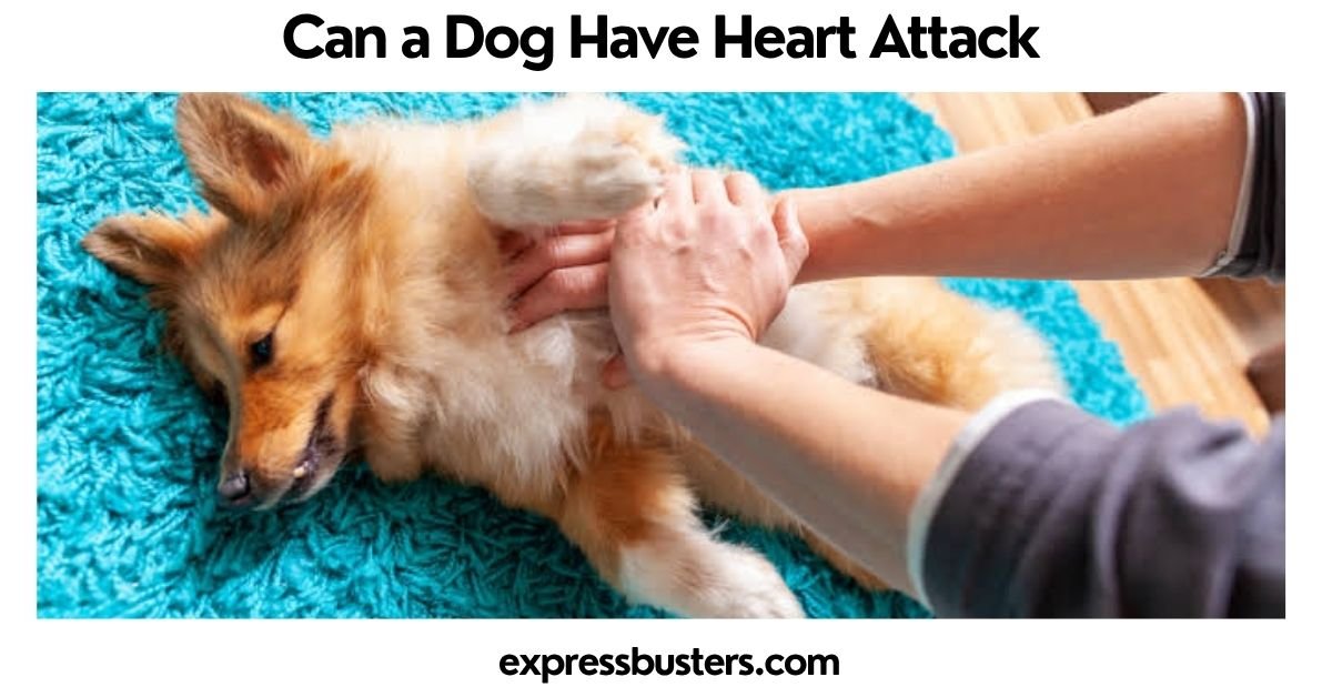 Can a Dog Have Heart Attack